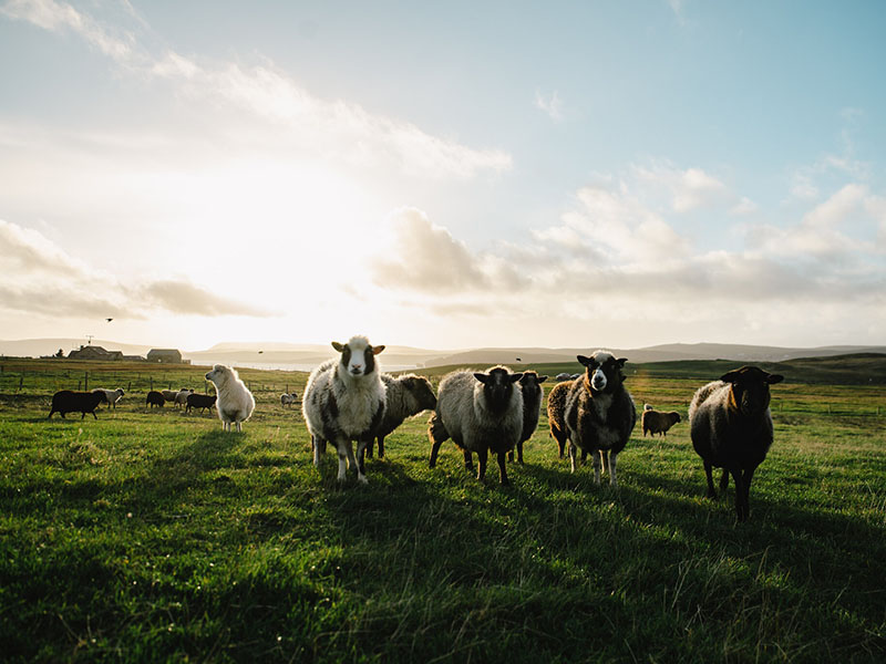Шетландские овцы
