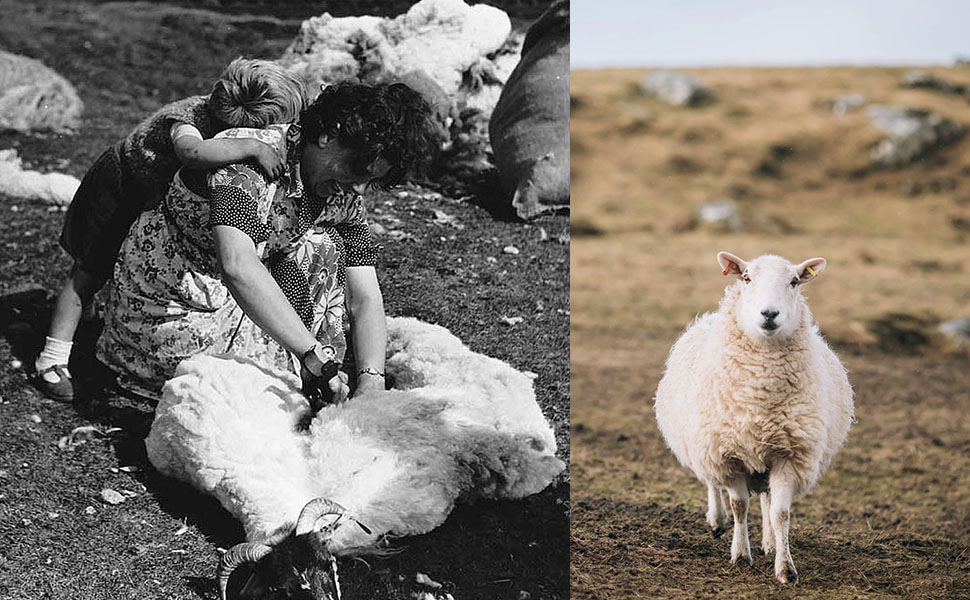 Производство Harris Tweed стрижка овец